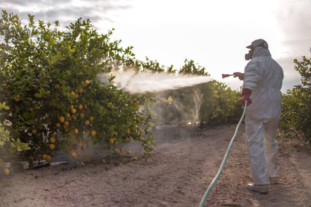 Best Termite Control Services  in Palatka, FL